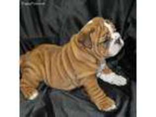 Bulldog Puppy for sale in Uhrichsville, OH, USA