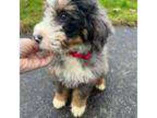 Mutt Puppy for sale in Mcminnville, OR, USA