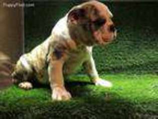 Bulldog Puppy for sale in Bonita, CA, USA