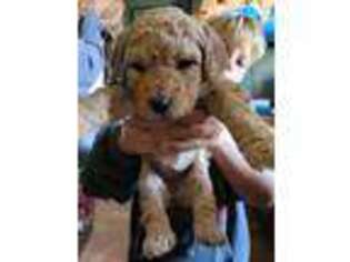 Goldendoodle Puppy for sale in Ellsworth, MN, USA