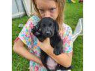 Labrador Retriever Puppy for sale in Red Hill, PA, USA