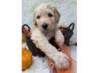 Labradoodle Puppy for sale in Pierson, FL, USA