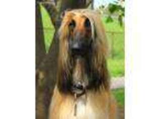 Afghan Hound Puppy for sale in Akron, OH, USA