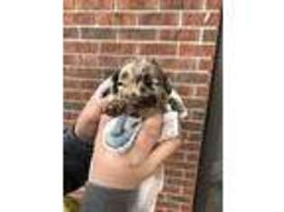 Labradoodle Puppy for sale in Marshfield, MO, USA