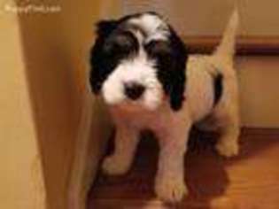 Cavachon Puppy for sale in Cheraw, SC, USA