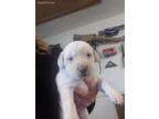 Labrador Retriever Puppy for sale in Mars Hill, NC, USA