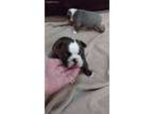 Boston Terrier Puppy for sale in Bellingham, WA, USA