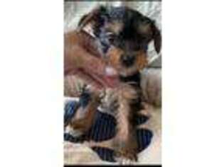 Yorkshire Terrier Puppy for sale in Aldie, VA, USA