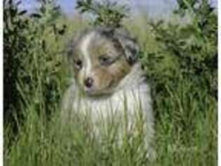 Australian Shepherd Puppy for sale in Helena, MT, USA