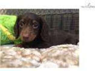Dachshund Puppy for sale in West Palm Beach, FL, USA