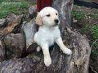 Golden Retriever Puppy for sale in East Liverpool, OH, USA