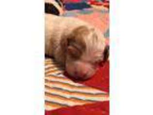 Brittany Puppy for sale in Gaffney, SC, USA