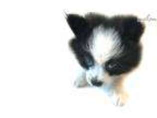 Pomeranian Puppy for sale in Hattiesburg, MS, USA