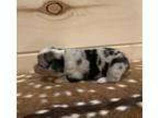 Pembroke Welsh Corgi Puppy for sale in Breckenridge, TX, USA