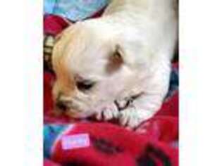 West Highland White Terrier Puppy for sale in Calumet, MI, USA