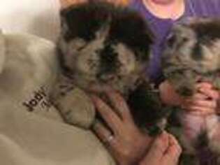 Chow Chow Puppy for sale in Purcell, OK, USA