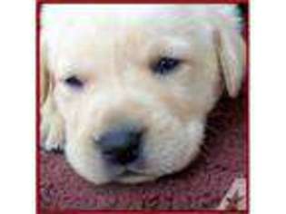 Labrador Retriever Puppy for sale in SUTTER, CA, USA