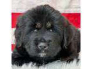 Tibetan Mastiff Puppy for sale in Goshen, IN, USA