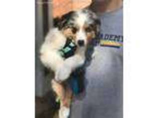 Miniature Australian Shepherd Puppy for sale in Cary, NC, USA