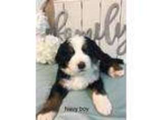 Bernese Mountain Dog Puppy for sale in Madill, OK, USA