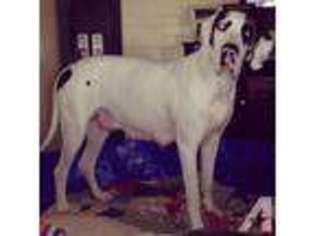 Great Dane Puppy for sale in RAYNE, LA, USA