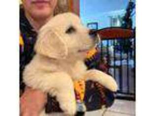 Golden Retriever Puppy for sale in Beaver Creek, MN, USA