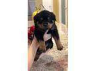 Rottweiler Puppy for sale in Corona, CA, USA