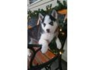 Siberian Husky Puppy for sale in Montgomery, IN, USA