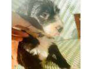 Mutt Puppy for sale in Brenham, TX, USA