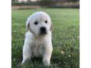 Mutt Puppy for sale in Greenville, OH, USA