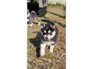 Alaskan Klee Kai Puppy for sale in Woodville, AL, USA