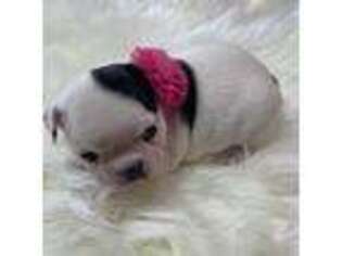 French Bulldog Puppy for sale in Mcdonough, GA, USA