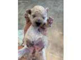 Mutt Puppy for sale in Rutland, IL, USA