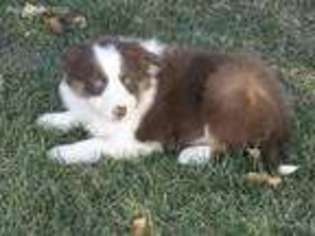 Border Collie Puppy for sale in Glencoe, MN, USA