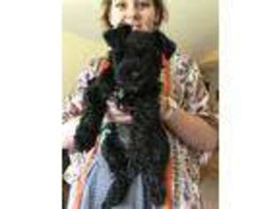 Mutt Puppy for sale in Meriden, KS, USA