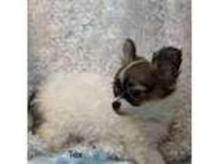 Chihuahua Puppy for sale in Logansport, IN, USA