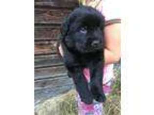 Newfoundland Puppy for sale in Rome, PA, USA