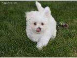 Maltese Puppy for sale in Shipshewana, IN, USA