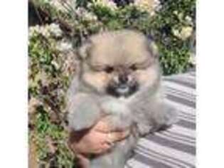 Pomeranian Puppy for sale in Lathrop, CA, USA