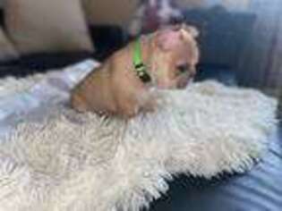 French Bulldog Puppy for sale in Lanham, MD, USA