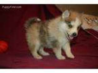 Mutt Puppy for sale in Green City, MO, USA