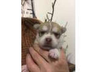 Alaskan Klee Kai Puppy for sale in Republic, MO, USA