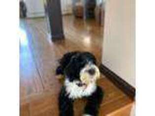 Portuguese Water Dog Puppy for sale in Harding, PA, USA