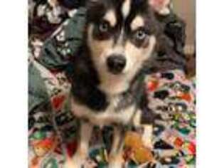 Alaskan Klee Kai Puppy for sale in Murfreesboro, TN, USA