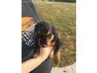Airedale Terrier Puppy for sale in Heiskell, TN, USA