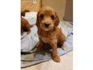 Goldendoodle Puppy for sale in Cleveland, WI, USA