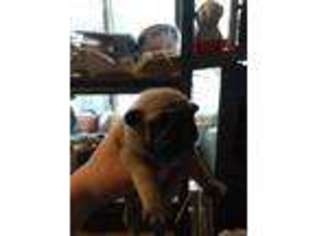 Pug Puppy for sale in Sedro Woolley, WA, USA
