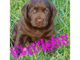 Labrador Retriever Puppy for sale in Huntington, IN, USA