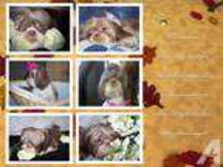 Shorkie Tzu Puppy for sale in DECATUR, AL, USA