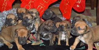 Boerboel Puppy for sale in Clear Brook, VA, USA